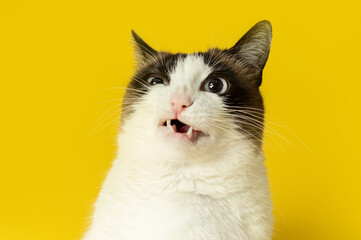 Closeup portrait of fluffy purebred cat with funny face expression on bright yellow studio...