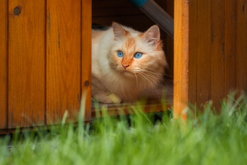 Birman cat sitting in a garden shed and looking out through the open door