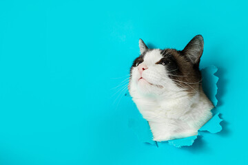 Pretty cat posing in hole in blue paper background, free space. Animal food or veterinary clinic advertisement concept, banner