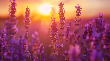 Lavender field at golden hour with vibrant flowers and warm sunset glow