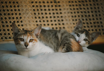 cats laying on the couch