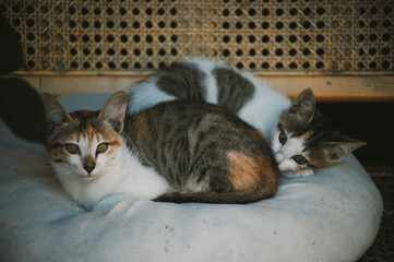 cats laying on the couch