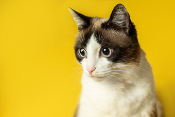 Portrait of cute cat with big eye looking away, posing sitting in studio over yellow background,...