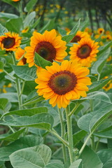 Obraz na płótnie Canvas Field of sunflowers with the bright sunlight. Sunflower photos on the rear. Sunflowers are the flowers like sunny