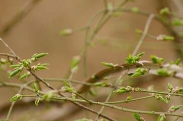 A close up of a tree branch with green leaves and buds