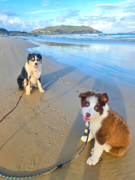 Two Border Collie breed dogs on an afternoon beach walk