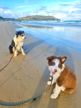Two Border Collie breed dogs on an afternoon beach walk