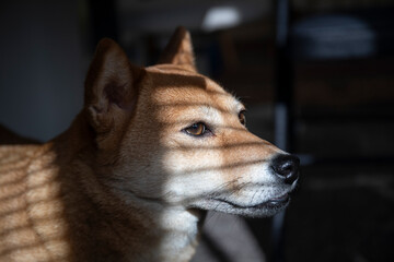 Shiba inu dog - 779841861