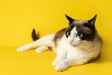 Pretty serious white and grey cat lying on yellow background, looking away, advertising pet clinic...