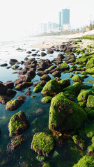 Green moss on the rocks