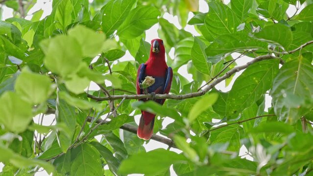 red parrot, Papuan eclectus, red-sided eclectus or New Guinea eclectus, Eclectus roratus, Raja Ampat Biodiversity Nature Resort, Waigo, Raja Ampat, West Papua, Indonesia