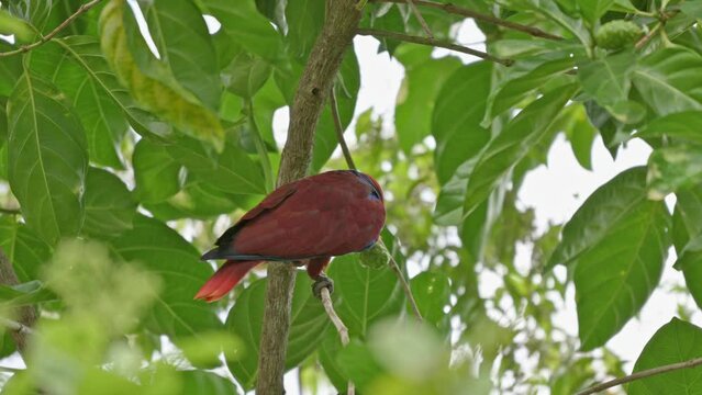 red parrot, Papuan eclectus, red-sided eclectus or New Guinea eclectus, Eclectus roratus, Raja Ampat Biodiversity Nature Resort, Waigo, Raja Ampat, West Papua, Indonesia
