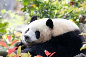Close up Sweet Female Panda, Mei Lan aka Rou Rou