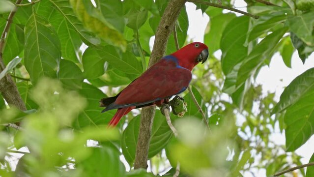 red parrot, Papuan eclectus, red-sided eclectus or New Guinea eclectus, Eclectus roratus, Raja Ampat Biodiversity Nature Resort, Waigo, Raja Ampat, West Papua, Indonesia
