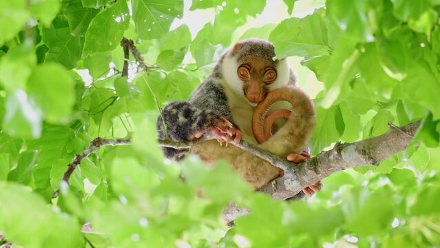 Waigeou cuscus or Waigeou spotted cuscus (Spilocuscus papuensis), Raja Ampat Biodiversity Nature Resort, Waigo, Raja Ampat, West Papua, Indonesia