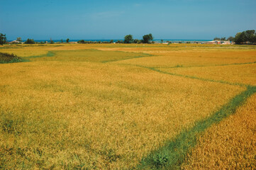 the yellow rice field in Nha Trang, Viet Nam