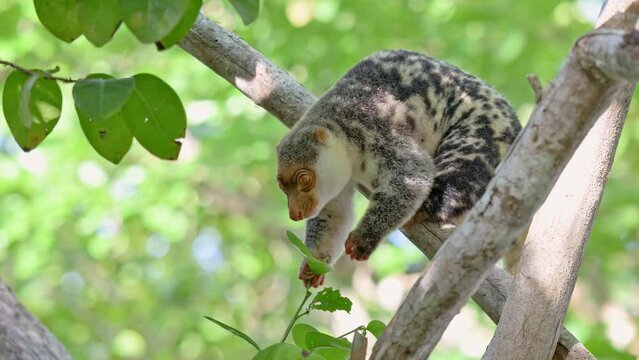 Waigeou cuscus or Waigeou spotted cuscus (Spilocuscus papuensis), Raja Ampat Biodiversity Nature Resort, Waigo, Raja Ampat, West Papua, Indonesia