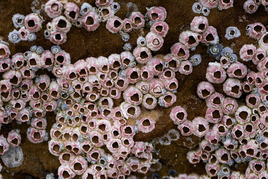 barnacles covering seaside rock at the beach 