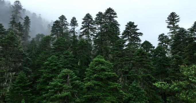 aerial footage, aerial view, asia, beautiful, china, chinese usnea, explore, fairyland, fog, foggy, forest, green, high altitude, high land, hiking, hill, landscape, lush, mist, morning, mountain, mou