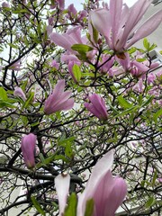 pink magnolia flowers