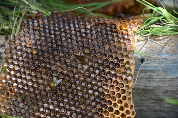 A bee is flying over a honeycomb