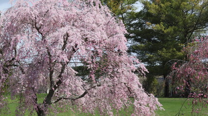 A beautiful cherry tree blooming in spring