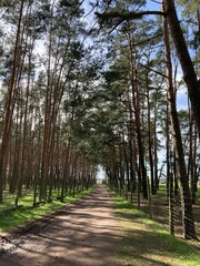 A shot of a pine forest path.