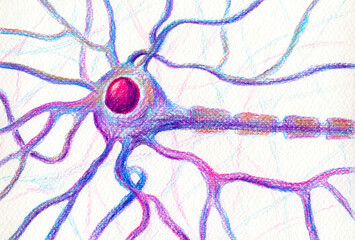 A motor neuron brain cell, hand drawn illustration showing neuron body with nucleus, dendrites and axon.