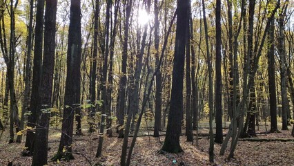 Autumn forest in warm weather
