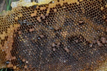 A bee is flying over a honeycomb