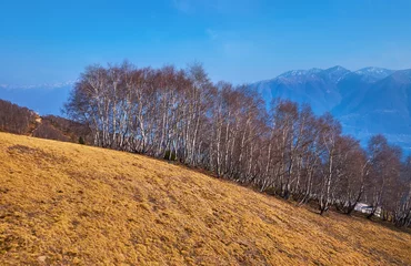 Foto op Plexiglas The birch grove on Cimetta Cardada slope, Ticino, Switzerland © efesenko