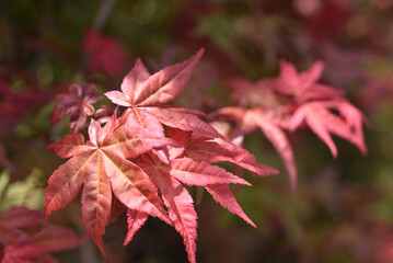 red maple leaves in the sunlight