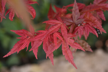 red maple leaves in the sunlight