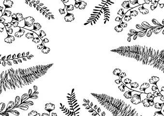 Leaves of plants engraving PNG illustration