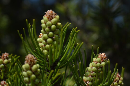 Composition of beautiful colored fir cones against the blue sky
