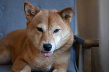 Shiba inu dog - 779848028