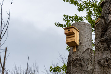 Wooden houses for squirrels in the park in the trees. Close-up of squirrel houses