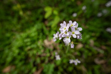 Close-up of watercress flower outdoors.