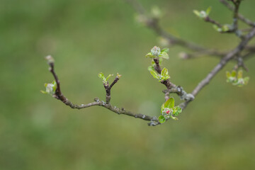A young bud of an apple tree flower on a twig.