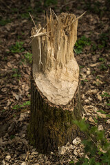 A bitten tree stump with the top part broken off.