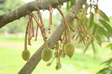 Young raw durian hanging on tree in organic farm