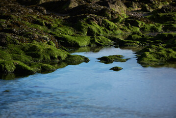 Saint-Malo - algues à marée basse