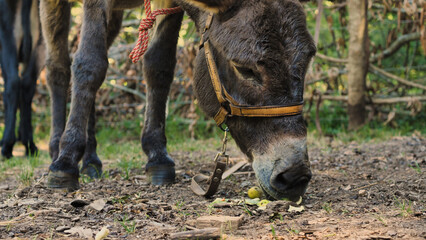 A brown donkey is seen eating hay in a rural setting. The animal is standing next to a wooden...