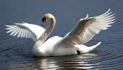 A-Swan-With-Its-Wings-Flapping-Creating-Ripples-I- 2