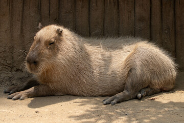 Close up Cute Capybara in the yard