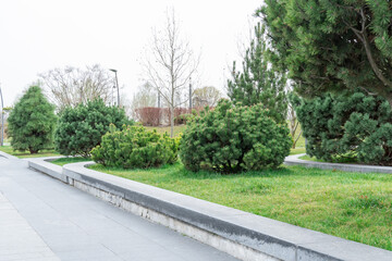 Mix gardening of evergreen plants in city park. Landscape design fir pine trees and conifer shrub in natural parkland. Green lawn cultivated in ornamental garden. Beautiful paths and benches in town.