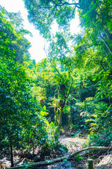 Baihualing Tropical Rainforest in Qiongzhong, Hainan, China