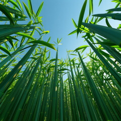 Looking Up from the Base of a Vibrant Bamboo Forest, Sky Framed by Lush Green Blades