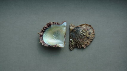 Seashell of bivalve mollusc rayed pearl oyster (Pinctada radiata) on a gray background. Place of find: Aegean Sea, Greece, Halkidiki © Alexey