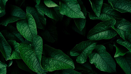green leaf, dark nature background